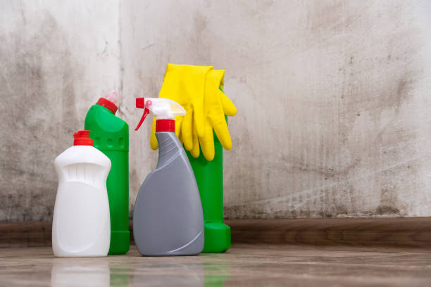 Why You Should Choose Our Mold Remediation Services in East Setauket, NY